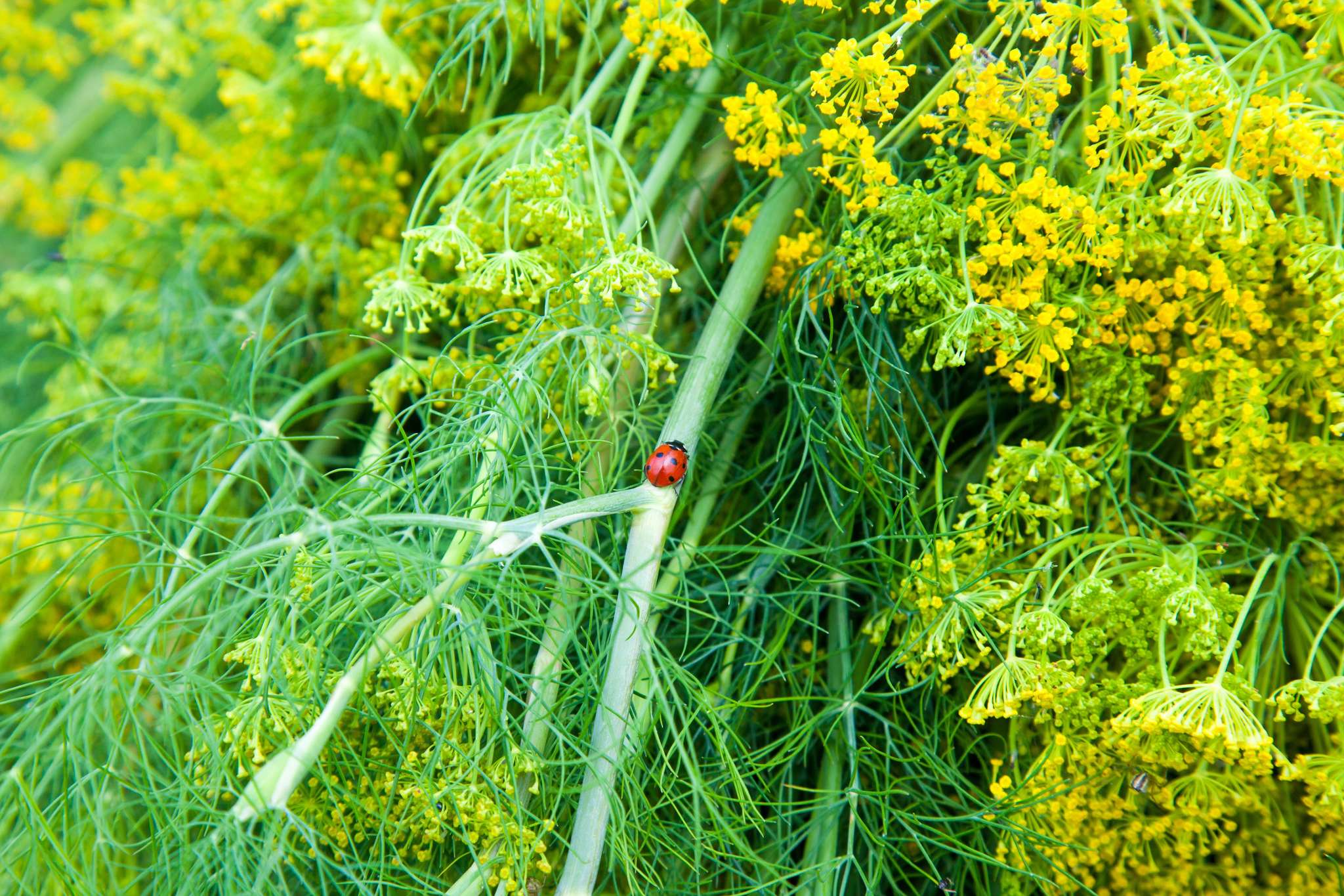 Aphrodisiaca im Spreewald